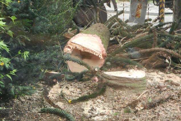 bomen rooien Staphorst